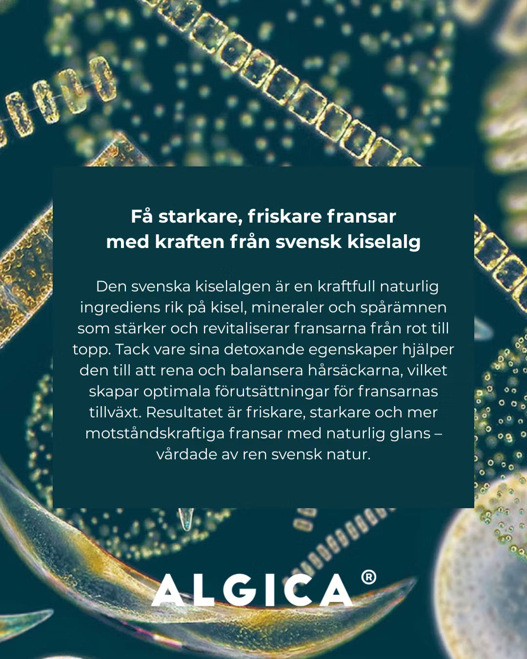Created By Belle - Lip Balm - Swedish Diatomaceous Earth